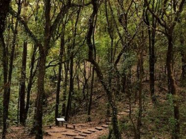 Wooden path in forest