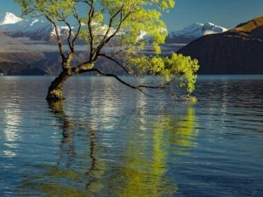 The famous Lonely tree of Lake Wanaka and snowy Buchanan Peaks South Island New Zealand