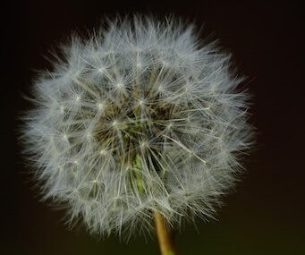 Closeup selective focus shot of a beautiful common dandelion