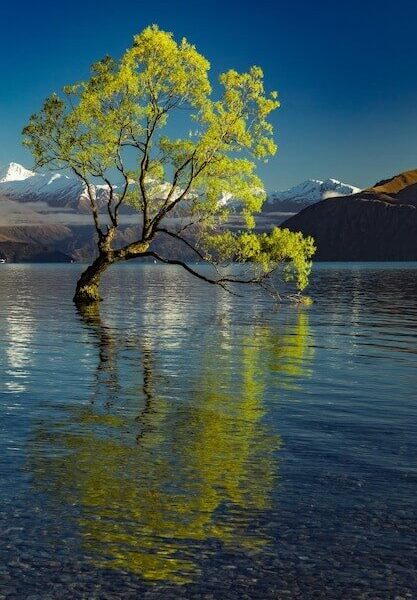 The famous Lonely tree of Lake Wanaka and snowy Buchanan Peaks South Island New Zealand