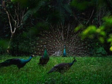 Field with Peafowls on it surrounded by trees and grass under sunlight