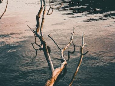 Vertical high angle shot of a broken tree trunk on the surface of a calm lake