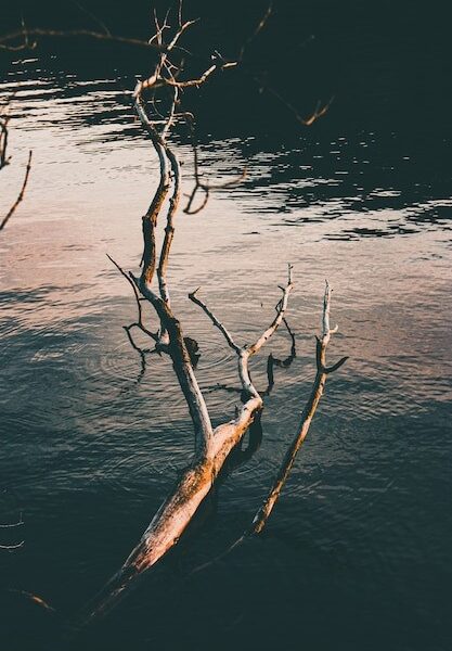 Vertical high angle shot of a broken tree trunk on the surface of a calm lake
