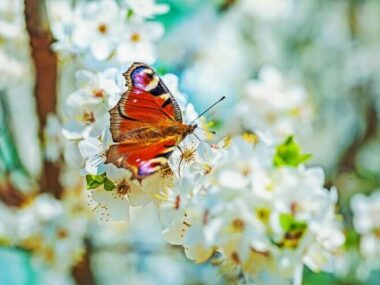 Butterfly on flovers of blossoming cherry tree instagram stile