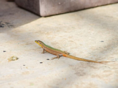 Freak tailed Maltese wall lizard