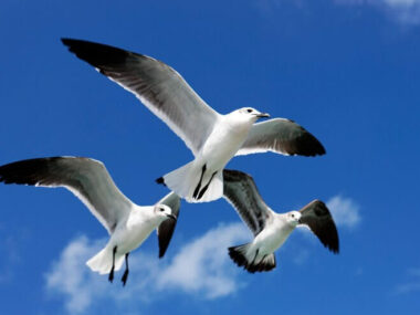 Three seagulls flying in blue sky in Mexico