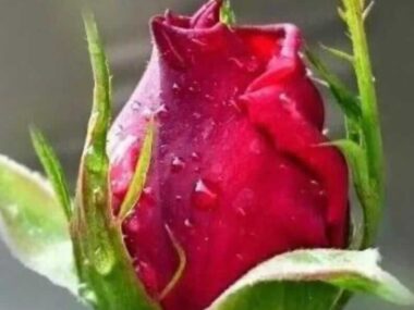 Rose flower