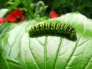 Caterpillar of the butterfly machaon on the leaf