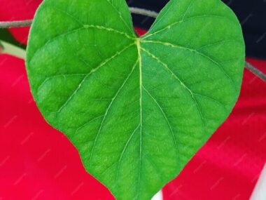 Close-up of betel leaf