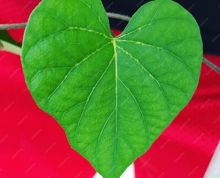 Close-up of betel leaf