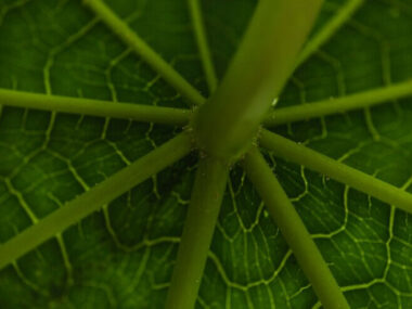 Close-up stem and leaf