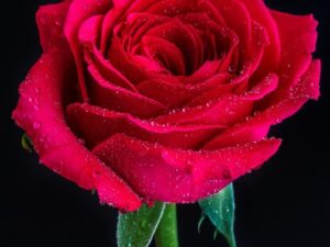 Closeup shot of a red rose with dew on top on a black
