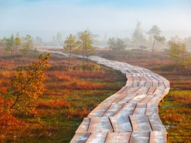 Foggy morning at Yelnya swamp, Belarus