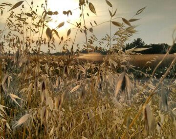 Plants growing on field against cloudy sky during sunset