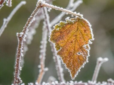 Selective focus shot of a yellow autumn leaf on a branch covered with frost