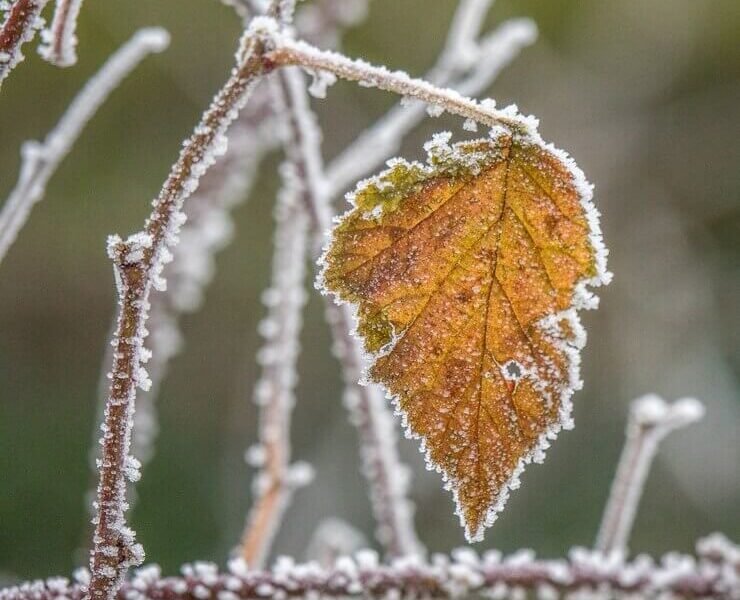 Selective focus shot of a yellow autumn leaf on a branch covered with frost