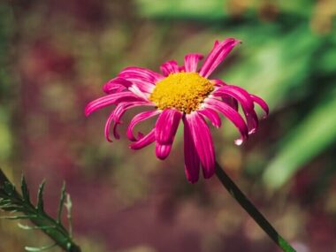 Amazing aster with bright pink petals and yellow pollen in wind. Beautiful magenta flower close-up on natural with copy space. Petals flutter beautifully in wind. Colorful blossoming bud.