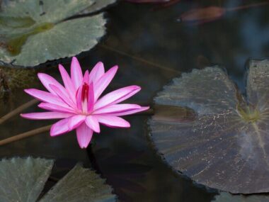 Beautiful Pink Lotus in natural water pool