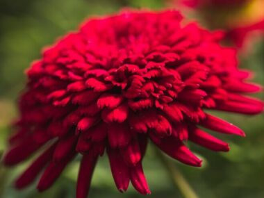 Beautiful vinous fresh flower with green leaves