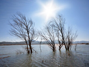 Branches of leafless tree in water