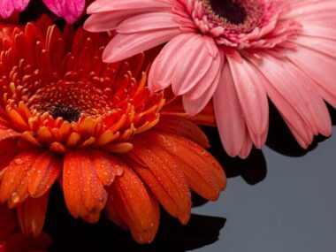 Close-up of gerbera flowers high view