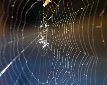 A Close up of A Spider Web