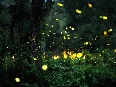 Firefly in forrest