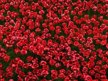 Full frame shot of red flowers