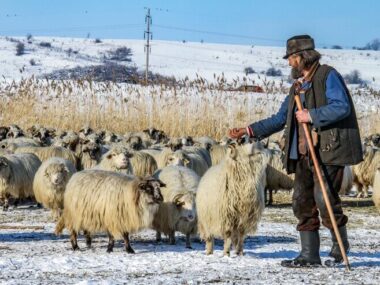 Full length of man with sheep standing on field against clear sky