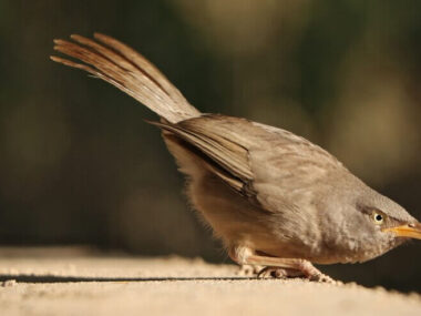 Selective focus shot of Jungle Babbler bird on a concrete surface