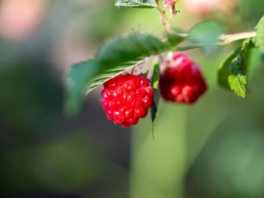 Selective focus shot of two raspberries on the bush