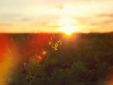 Beautiful retro nature with sunset