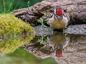 Great spotted woodpecker reflecting in the water