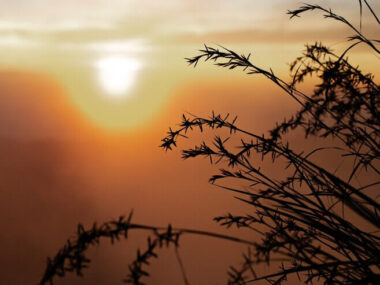 Landscape. Tall grass in the sunlight. Volcano Batur. Bali Indonesia