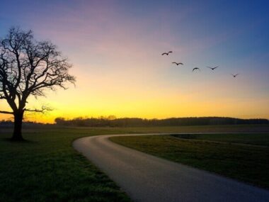 Road beside tree during golden hour