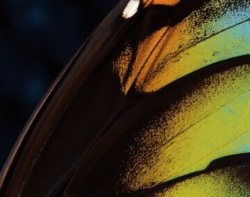 Close up beautiful butterfly wing