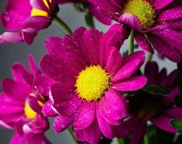 Close-up spring flowers