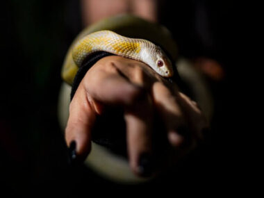 Closeup of a snake on a model's arm.