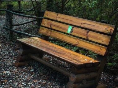 Rustic Wooden Bench in Forest Setting