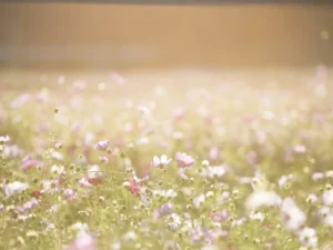 Pink and Purple Flower Field