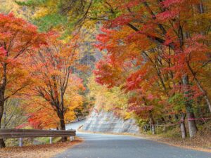 Scenic Autumn Road with Vibrant Foliage