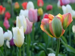 A tulip is in the middle of a field of flowers