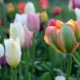 A tulip is in the middle of a field of flowers