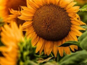 sunflower pics